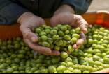 قیمت زیتون امروز,قیمت زیتون در میادین میوه و تره‌بار