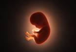 پرورش جنین با استفاده از ربات دایه,جزئیات پرورش جنین با استفاده از ربات دایه