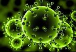 ویروس کرونا,آنتی‌بادی‌های کرونا