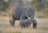 فیل آفریقایی,دو قلو زاییدن فیل آفریقایی