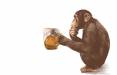 مصرف الکل در میمون ها,کاهش مصرف الکل در میمون ها