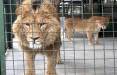باغ وحش اراک,کشته شدن یکی از پرسنل پارک وحش اراک توسط شیر