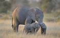 فیل آفریقایی,دو قلو زاییدن فیل آفریقایی