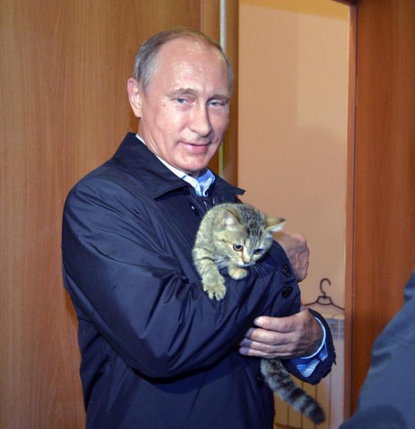 . فدراسیون بین‌المللی گربه(FIFe) ,گربه روسی