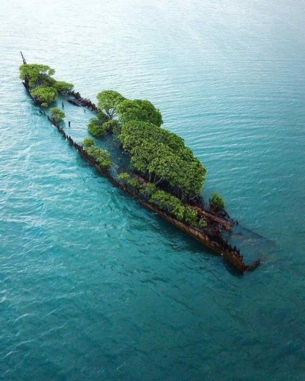 رویش درخت روی کشتی,درخت بر روی کشتی غرق شده