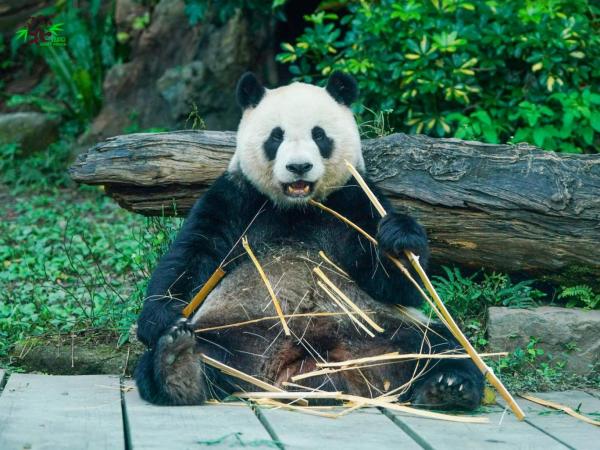 پاندا,برنامه باغ‌وحش تایوان برای لاغر کردن پاندا‌ها