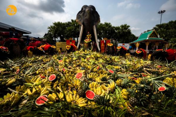 روز ملی فیل در تایلند,فیل های تایلندی
