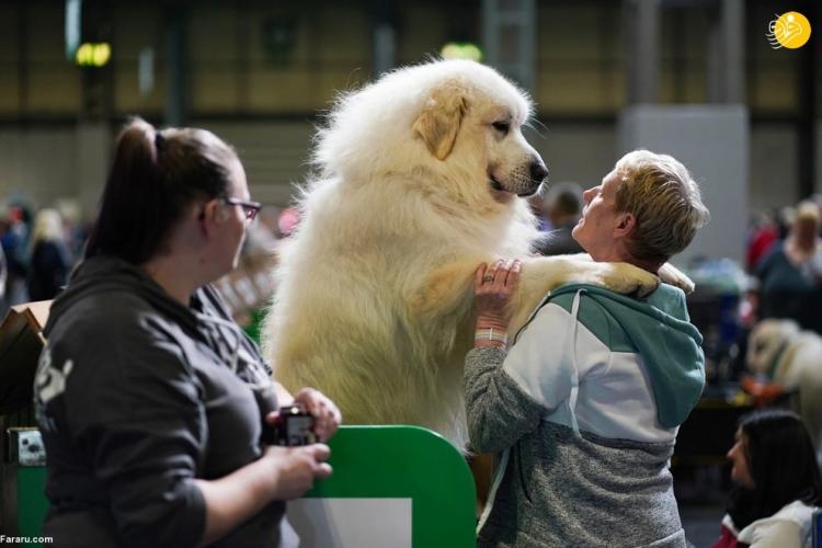 تصاویر بزرگترین نمایشگاه سگ جهان در بیرمنگام انگلیس,عکس های نمایشگاه سگ در انگلیس,تصاویر سگ های جهان در انگلیس