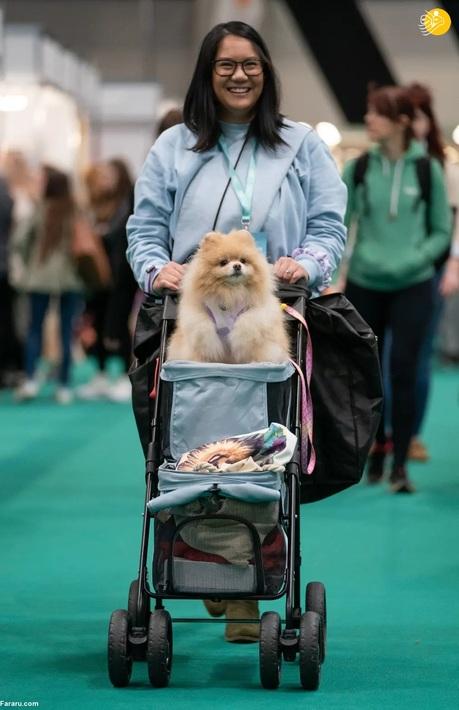 تصاویر بزرگترین نمایشگاه سگ جهان در بیرمنگام انگلیس,عکس های نمایشگاه سگ در انگلیس,تصاویر سگ های جهان در انگلیس