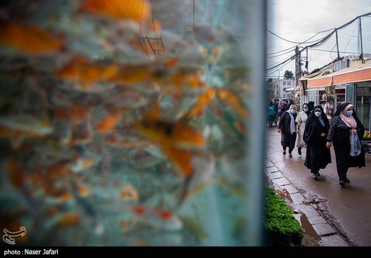 تصاویر بازار گل و گیاه تهران در آستانه سال نو,عکس های بازار گل و گیاه محلاتی,تصاویر بازار گل و گیاه در تهران