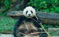 پاندا,برنامه باغ‌وحش تایوان برای لاغر کردن پاندا‌ها
