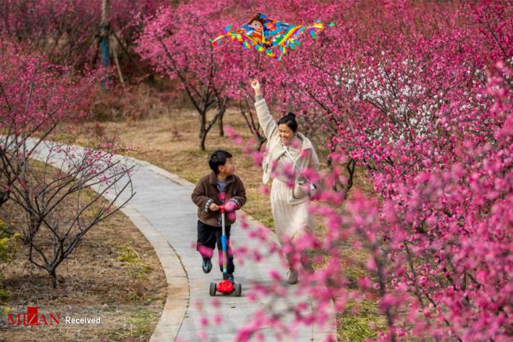 فصل بهار در چین,تصاویری از بهار در کشور چین,تصاویر بهاری از کشور چین