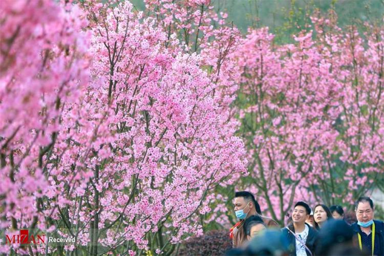 فصل بهار در چین,تصاویری از بهار در کشور چین,تصاویر بهاری از کشور چین
