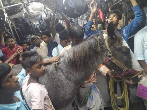 اسب در قطار شهری,مسئولان راه‌آهن هند