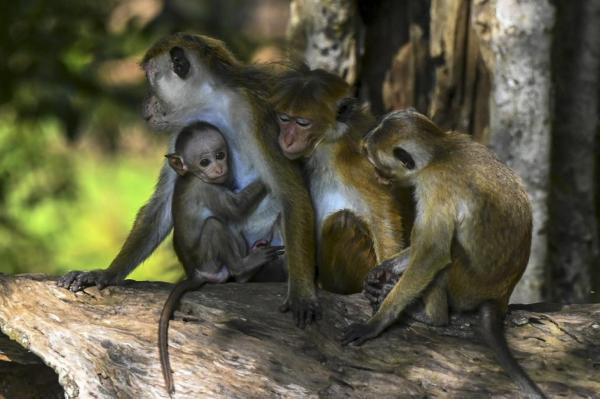 میمون‌های رفیق‌باز,مقابله با اوتیسم