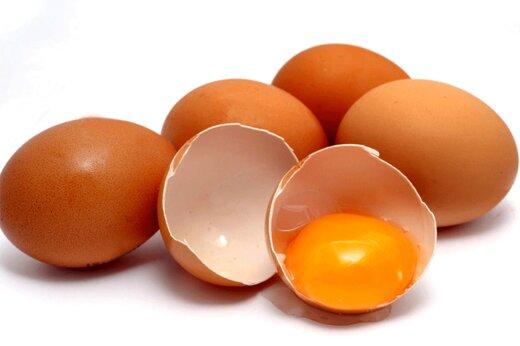 تولیدسفیده تخم مرغ بدون نیاز به مرغ,سفیده تخم مرغ بدون نیاز به مرغ