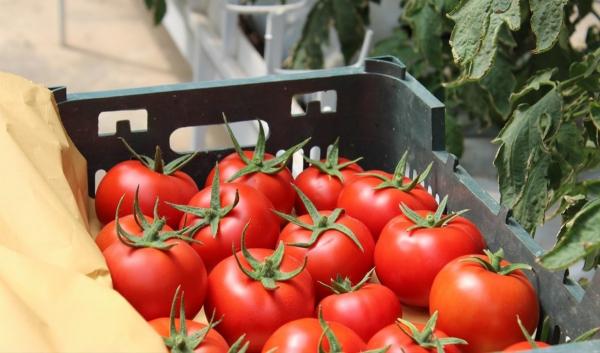 قیمت گوجه فرنگی در بازار,قیمت گوجه