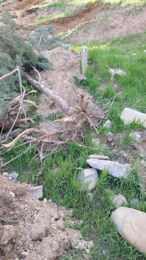 احضار رییس دانشگاه تهران به شورای شهر,قطع درختان در دانشگاه تهران