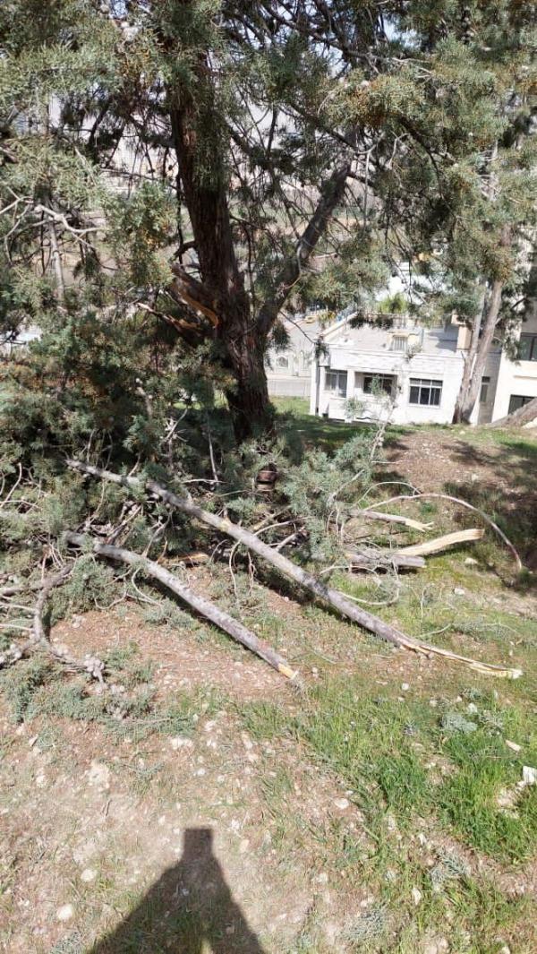 احضار رییس دانشگاه تهران به شورای شهر,قطع درختان در دانشگاه تهران