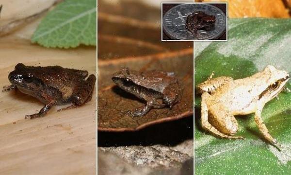 قورباغه,کشف شش قورباغه بند انگشتی در مکزیک