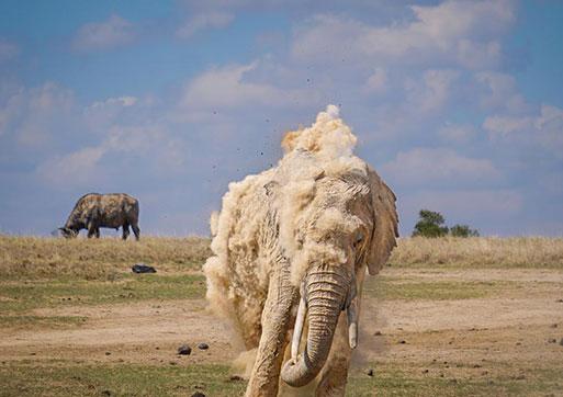 فیل,فیل در کنیا