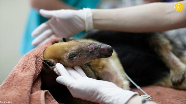 مداوای حیوانات مجروح در آتش سوزی جنگل‌های آرژانتین,حیوانات جنگل‌های آرژانتین