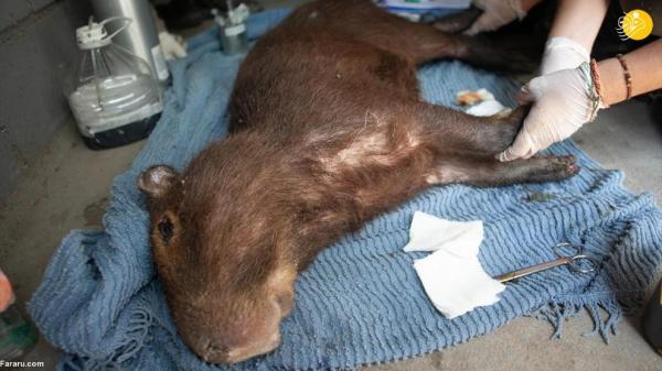 مداوای حیوانات مجروح در آتش سوزی جنگل‌های آرژانتین,حیوانات جنگل‌های آرژانتین