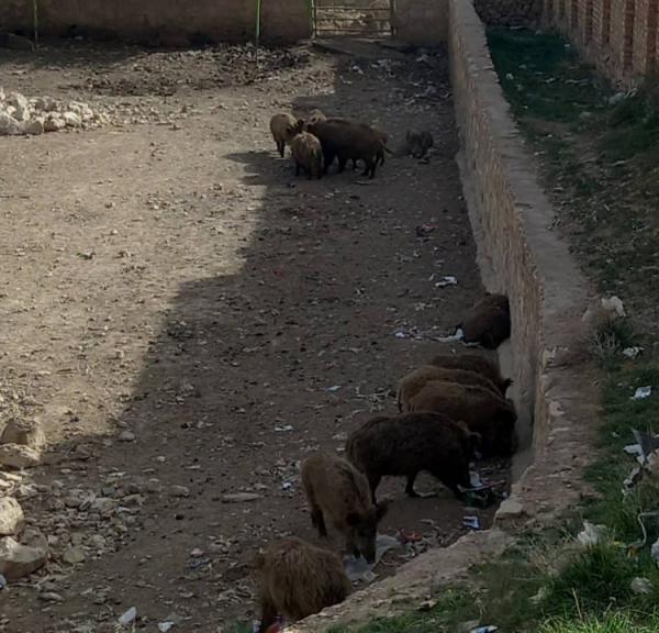 باغ‌وحش شیراز,وضعیت حیوانات در باغ‌وحش شیراز