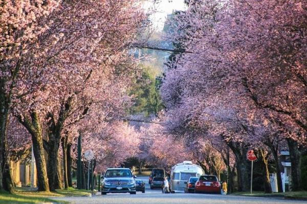 شکوفه های گیلاس,خیابانهای بهاری