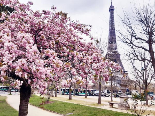 شکوفه های گیلاس,خیابانهای بهاری