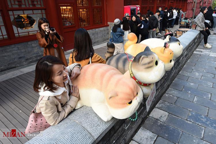 تصاویر مجسمه های گربه های سلطنتی در چین,عکس های مجسمه های گربه های سلطنتی در چین,تصاویر مجسمه گربه‌های اشرافی در چین