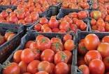 گوجه های ایران درسوریه,آغاز صادرات گوجه‌فرنگی به سوریه از طریق عراق