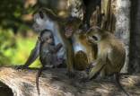 میمون‌های رفیق‌باز,مقابله با اوتیسم