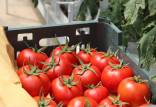 قیمت گوجه فرنگی در بازار,قیمت گوجه