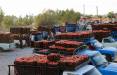 صادرت گوجه و ورادات خودرو,مصوبه مجلس برای آزاد شدن واردات خودرو
