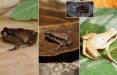 قورباغه,کشف شش قورباغه بند انگشتی در مکزیک