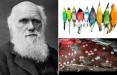 نظریه داروین,پرندگان بخشهای گرمسیری و غیرگرمسیری
