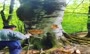 فیلم/ روش عجیب خشکاندن درختان جنگل‌های هیرکانی توسط قاچاقچیان