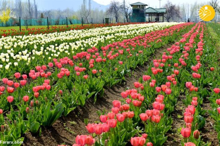 تصاویر افتتاح بزرگ‌ترین باغ گل لاله آسیا,عکس های باغ گل لاله در هند,تصاویر باغ گل لاله در کشور هند