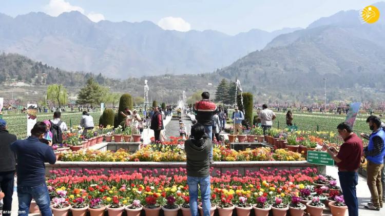 تصاویر افتتاح بزرگ‌ترین باغ گل لاله آسیا,عکس های باغ گل لاله در هند,تصاویر باغ گل لاله در کشور هند