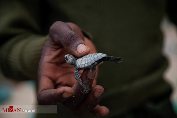تصاویر لاک پشت‌های کنگو,عکس های تکثیر لاک پشت‌ها در کنگو,تصاویری از تولد لاک پشت در کنگو