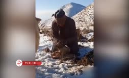 فیلم/ نجات بز یخ زده در حضور مادرش