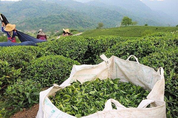 قیمت چایی,افزایش قیمت چایی