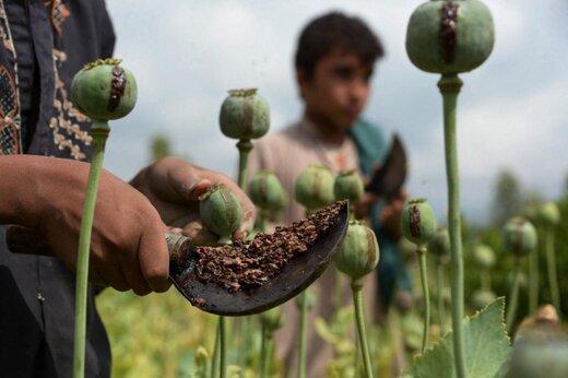 ممنوعیت کشت خشخاش در کشور افغانستان,گران شدن مواد مخدر در ایران
