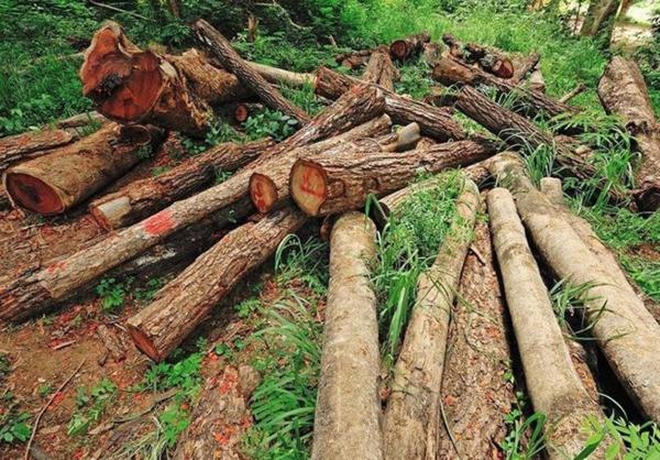 بازداشت رئیس منابع طبیعی گالیکش,قطع درختان جنگل لوه