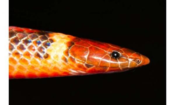 مار,گونه‌ جدیدی از مارها در پاراگوئه