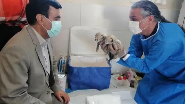 یوزپلنگ ایرانی,مرگ توله‌یوزهای تازه متولدشده ایرانی