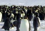 پنگوئن,انقراض نسل پنگوئن ها