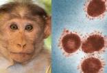 آبله میمون,ابتلا به آبله میمون در آمریکا