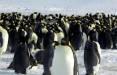 پنگوئن,انقراض نسل پنگوئن ها